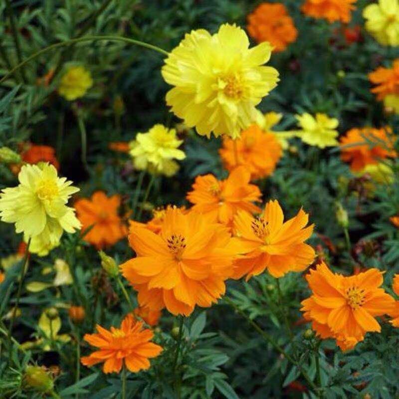 硫华菊种子黄波斯菊花籽路边公园花海可开票包邮