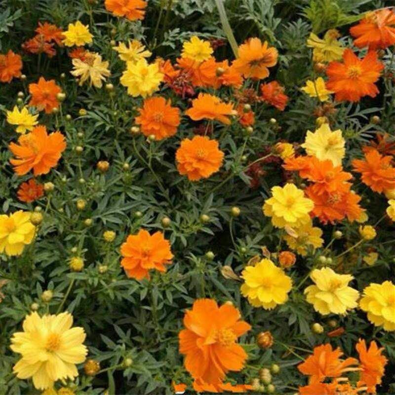 硫华菊种子黄波斯菊花籽路边公园花海可开票包邮