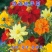 硫华菊种子黄波斯菊花籽路边公园花海可开票包邮