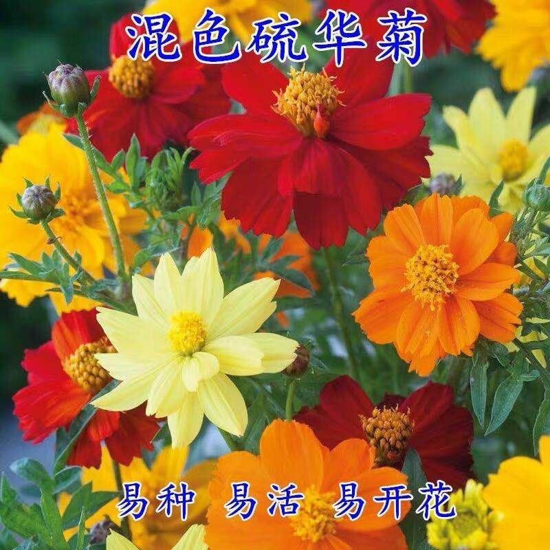 硫华菊种子黄波斯菊花籽路边公园花海可开票包邮