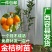 果树苗柑橘盆栽地栽无籽砂糖蜜橘橙子苗沃柑金桔南北方