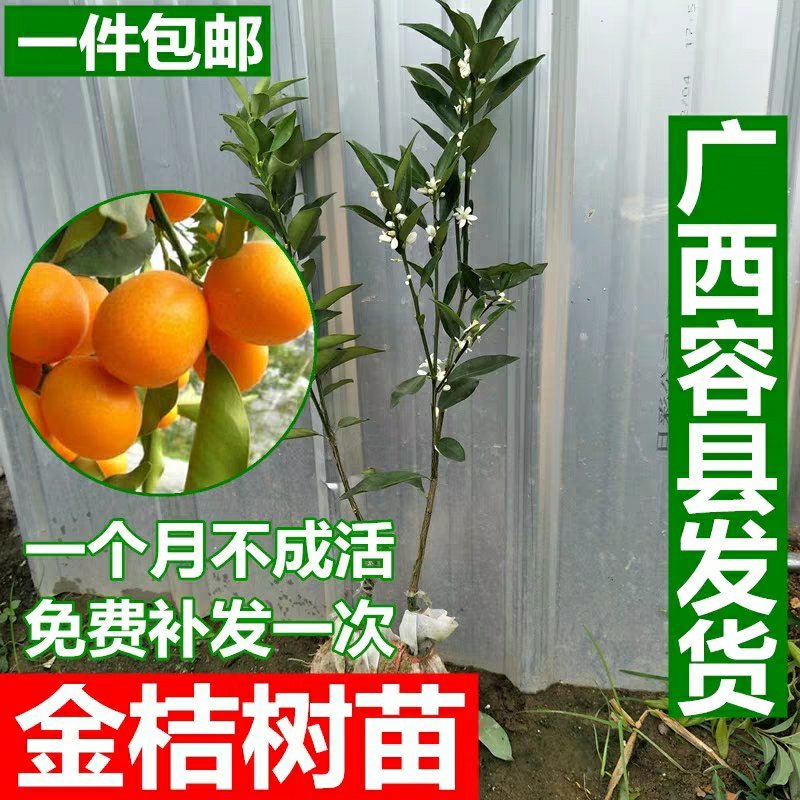 果树苗柑橘盆栽地栽无籽砂糖蜜橘橙子苗沃柑金桔南北方