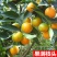 果树苗柑橘盆栽地栽无籽砂糖蜜橘橙子苗沃柑金桔南北方