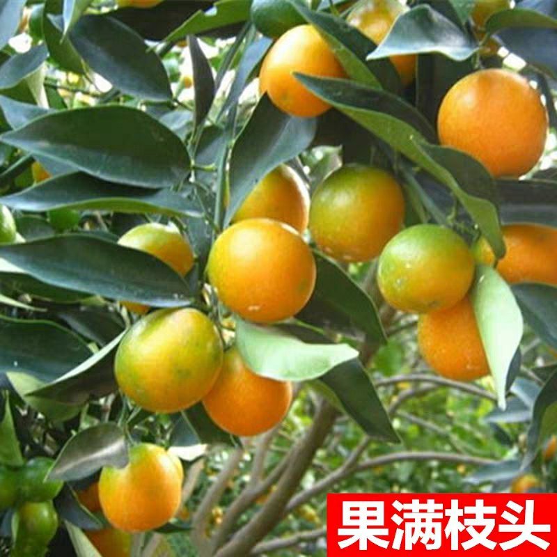 果树苗柑橘盆栽地栽无籽砂糖蜜橘橙子苗沃柑金桔南北方