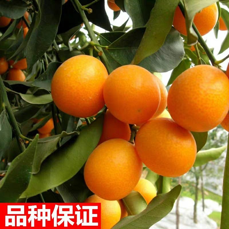 果树苗柑橘盆栽地栽无籽砂糖蜜橘橙子苗沃柑金桔南北方