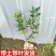 果树苗柑橘盆栽地栽无籽砂糖蜜橘橙子苗沃柑金桔南北方