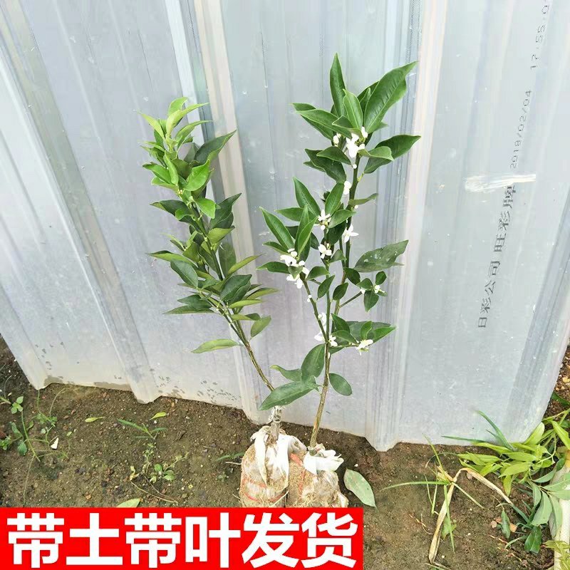 果树苗柑橘盆栽地栽无籽砂糖蜜橘橙子苗沃柑金桔南北方
