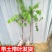 台湾甜杨桃嫁接果树苗杨桃苗庭院植物杨桃树苗可盆栽当年结果