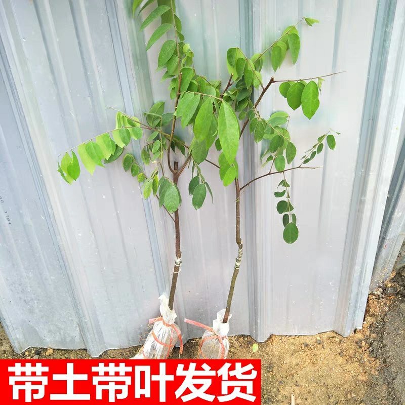 台湾甜杨桃嫁接果树苗杨桃苗庭院植物杨桃树苗可盆栽当年结果