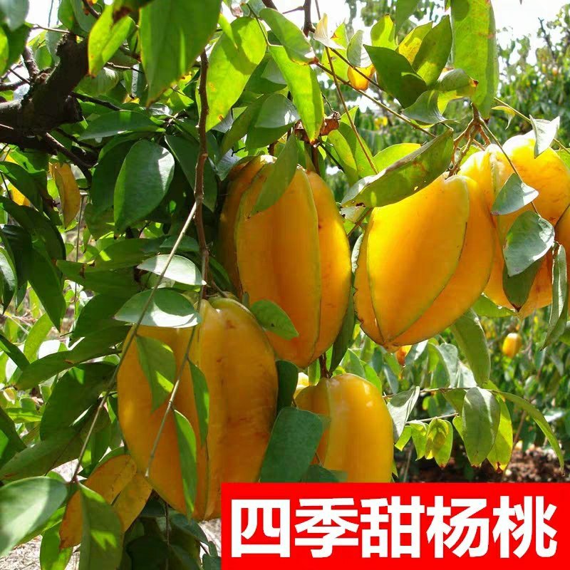 台湾甜杨桃嫁接果树苗杨桃苗庭院植物杨桃树苗可盆栽当年结果