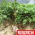 台湾甜杨桃嫁接果树苗杨桃苗庭院植物杨桃树苗可盆栽当年结果