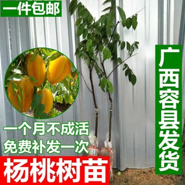 台湾甜杨桃嫁接果树苗杨桃苗庭院植物杨桃树苗可盆栽当年结果