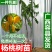 台湾甜杨桃嫁接果树苗杨桃苗庭院植物杨桃树苗可盆栽当年结果