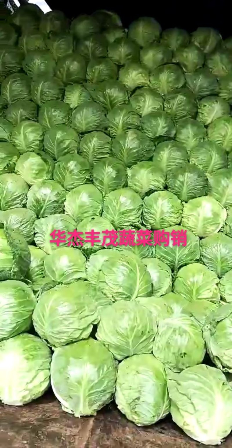 甘蓝圆包菜（袋装，散装）1.5～3斤左右产地直发