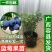 蓝莓树苗庭院种子室内四季盆栽南北方种植当年结果盆栽地栽蓝