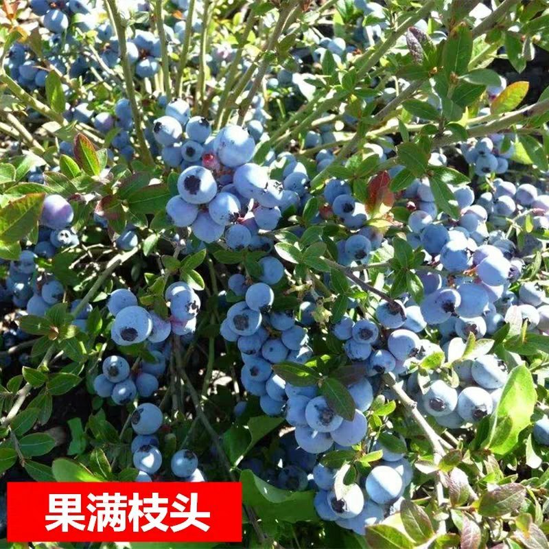 蓝莓树苗庭院种子室内四季盆栽南北方种植当年结果盆栽地栽蓝