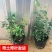 蓝莓树苗庭院种子室内四季盆栽南北方种植当年结果盆栽地栽蓝