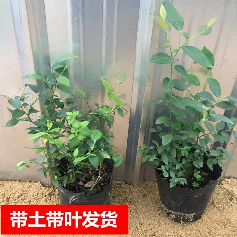 蓝莓树苗庭院种子室内四季盆栽南北方种植当年结果盆栽地栽蓝