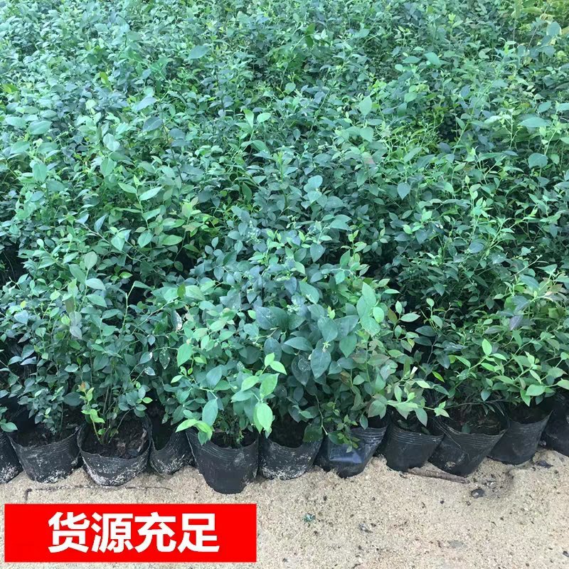 蓝莓树苗庭院种子室内四季盆栽南北方种植当年结果盆栽地栽蓝