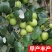 台湾大青枣果树苗南方种植嫁接苗庭院四季盆栽地栽水果苗当年