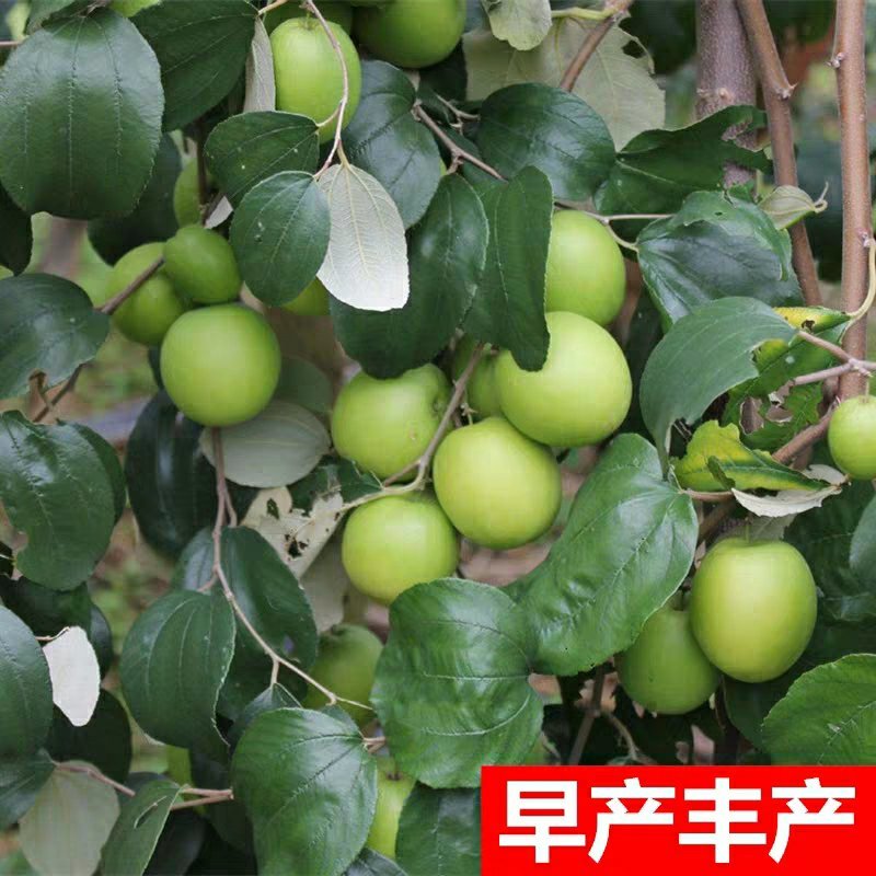 台湾大青枣果树苗南方种植嫁接苗庭院四季盆栽地栽水果苗当年