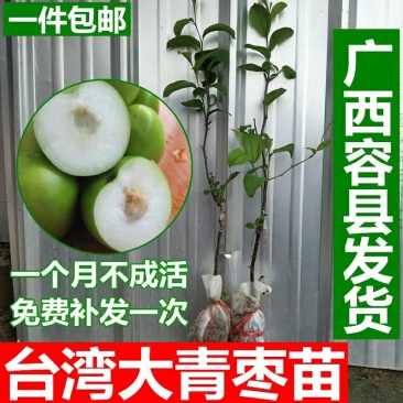 台湾大青枣果树苗南方种植嫁接苗庭院四季盆栽地栽水果苗当年