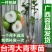台湾大青枣果树苗南方种植嫁接苗庭院四季盆栽地栽水果苗当年