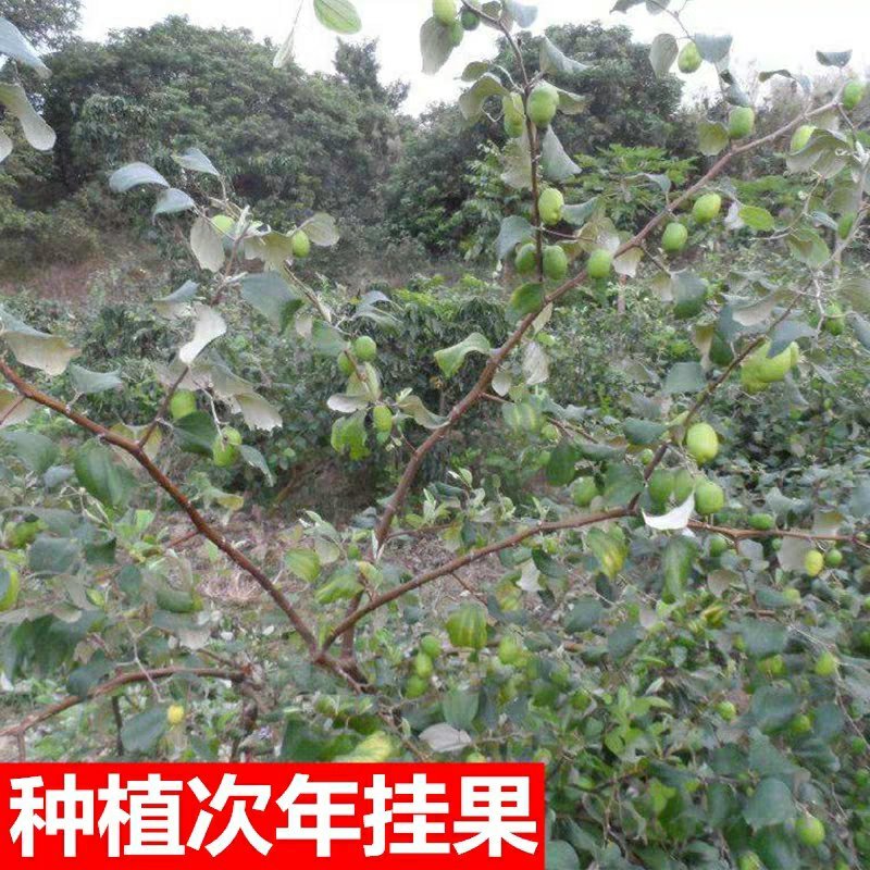 台湾大青枣果树苗南方种植嫁接苗庭院四季盆栽地栽水果苗当年
