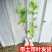 台湾大青枣果树苗南方种植嫁接苗庭院四季盆栽地栽水果苗当年
