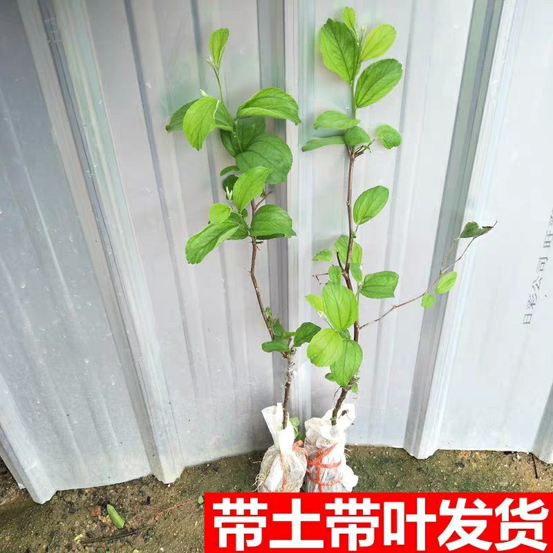 台湾大青枣果树苗南方种植嫁接苗庭院四季盆栽地栽水果苗当年