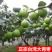 台湾大青枣果树苗南方种植嫁接苗庭院四季盆栽地栽水果苗当年