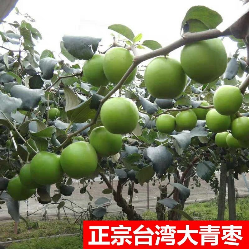 台湾大青枣果树苗南方种植嫁接苗庭院四季盆栽地栽水果苗当年