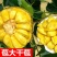 广西菠萝蜜苗树苗马来西亚一号四季木菠萝蜜苗嫁接果苗当年