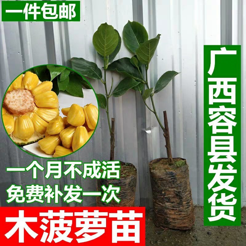 广西菠萝蜜苗树苗马来西亚一号四季木菠萝蜜苗嫁接果苗当年