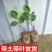 广西菠萝蜜苗树苗马来西亚一号四季木菠萝蜜苗嫁接果苗当年