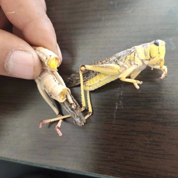 昆虫类