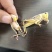 昆虫类