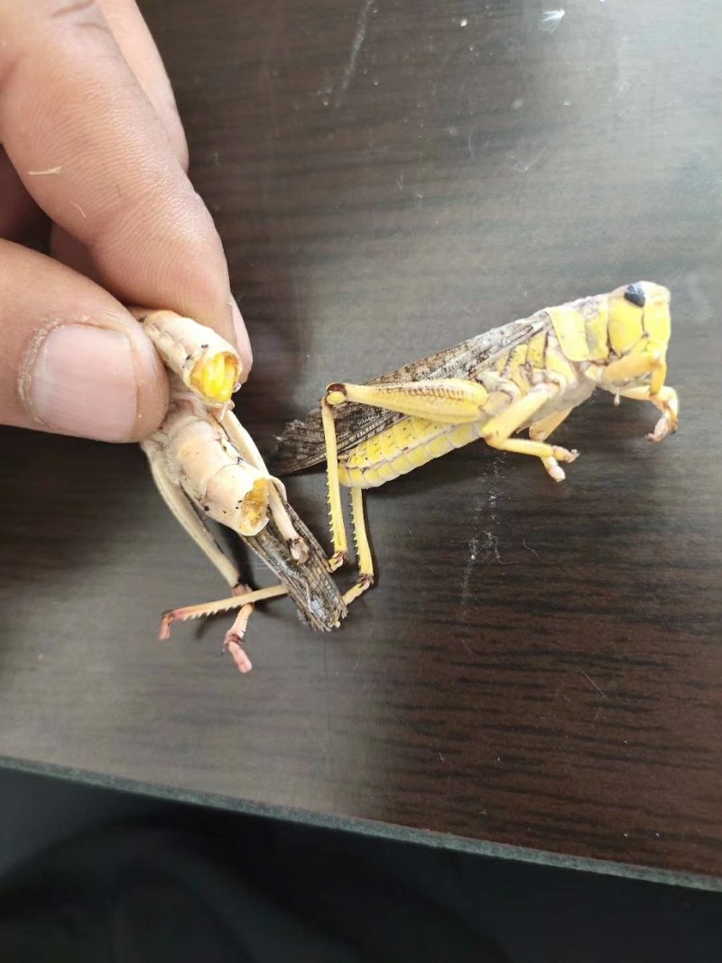 昆虫类