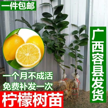 带花苞柠檬盆栽柠檬苗柠檬树苗果树苗香水柠檬苗四季