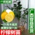带花苞柠檬盆栽柠檬苗柠檬树苗果树苗香水柠檬苗四季
