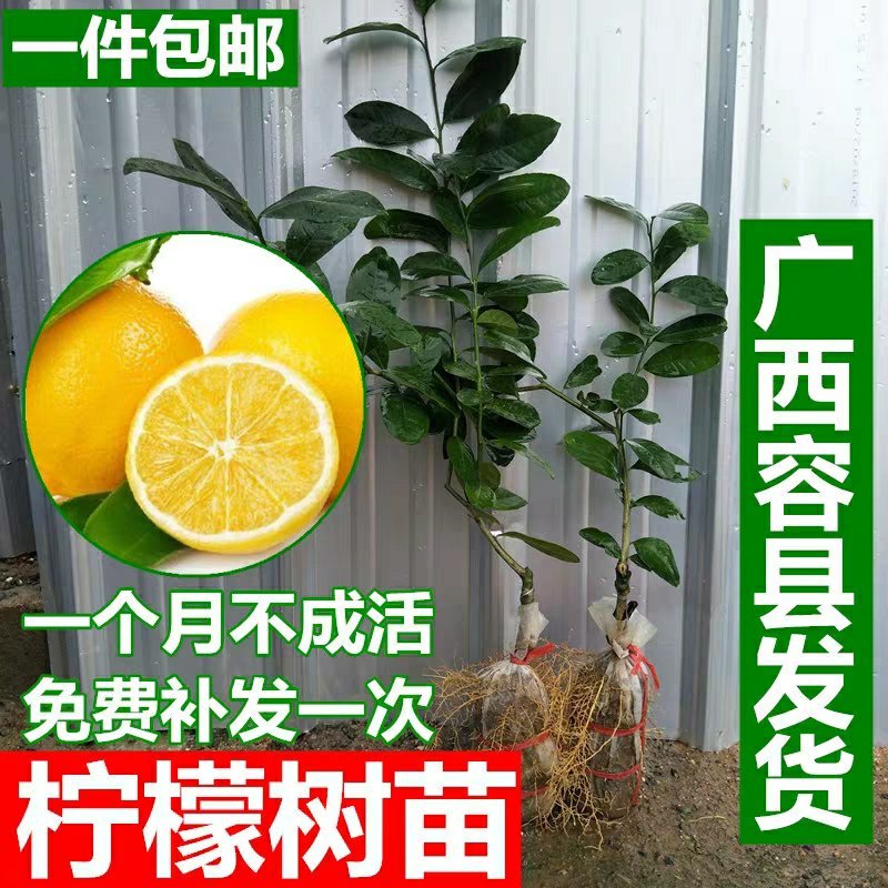 带花苞柠檬盆栽柠檬苗柠檬树苗果树苗香水柠檬苗四季