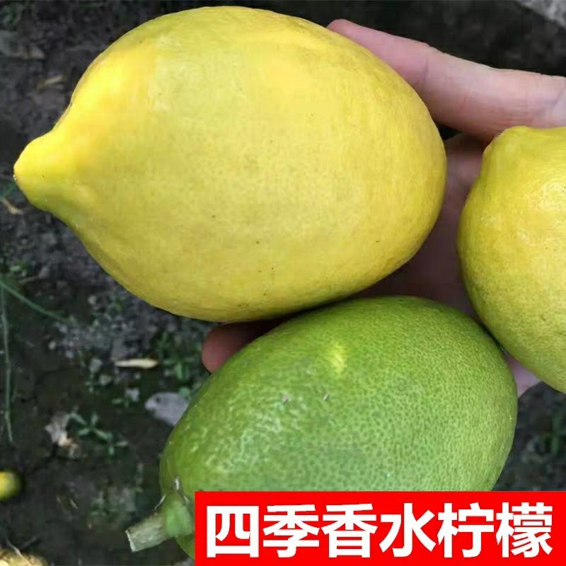 带花苞柠檬盆栽柠檬苗柠檬树苗果树苗香水柠檬苗四季