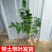 带花苞柠檬盆栽柠檬苗柠檬树苗果树苗香水柠檬苗四季