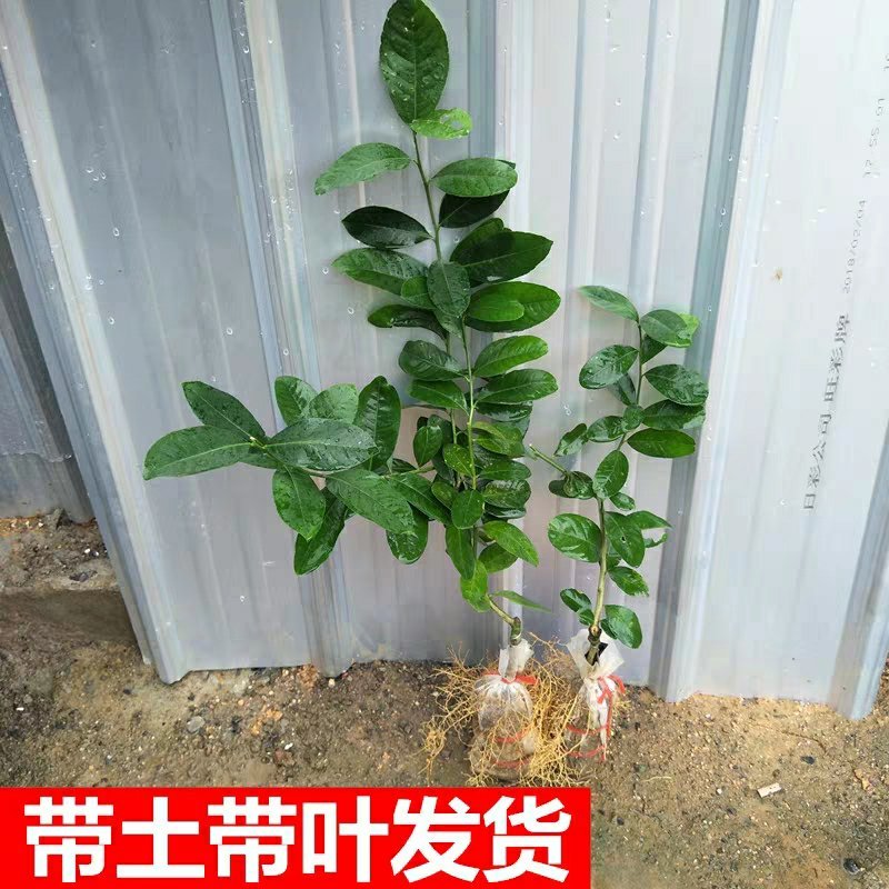 带花苞柠檬盆栽柠檬苗柠檬树苗果树苗香水柠檬苗四季