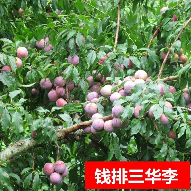 李子苗树苗南方北方种植当年结果四川脆李嫁接早熟晚熟地栽果