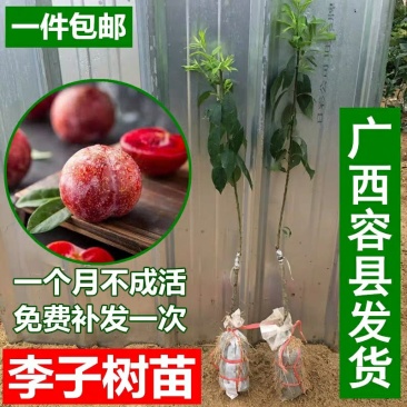 李子苗树苗南方北方种植当年结果四川脆李嫁接早熟晚熟地栽果
