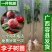 李子苗树苗南方北方种植当年结果四川脆李嫁接早熟晚熟地栽果