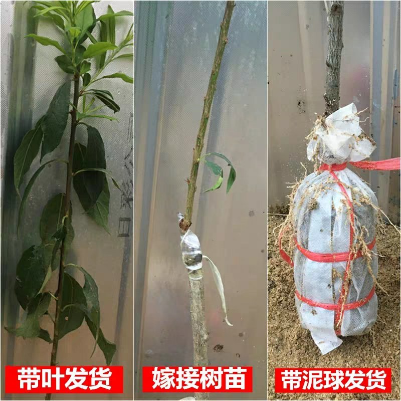 李子苗树苗南方北方种植当年结果四川脆李嫁接早熟晚熟地栽果