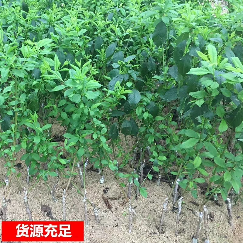 李子苗树苗南方北方种植当年结果四川脆李嫁接早熟晚熟地栽果