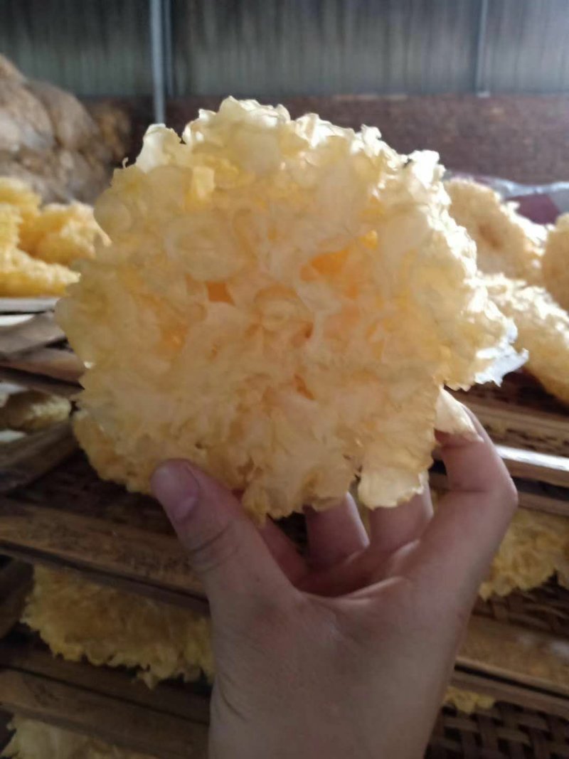 雪花银耳干货批发品质保证值得信赖！